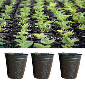 Behogar 100pcs Disposable Plastic Plant Round Flower Pots Planter Seed Tray Perfect for Indoor Outdoor Gardening Planting Seed